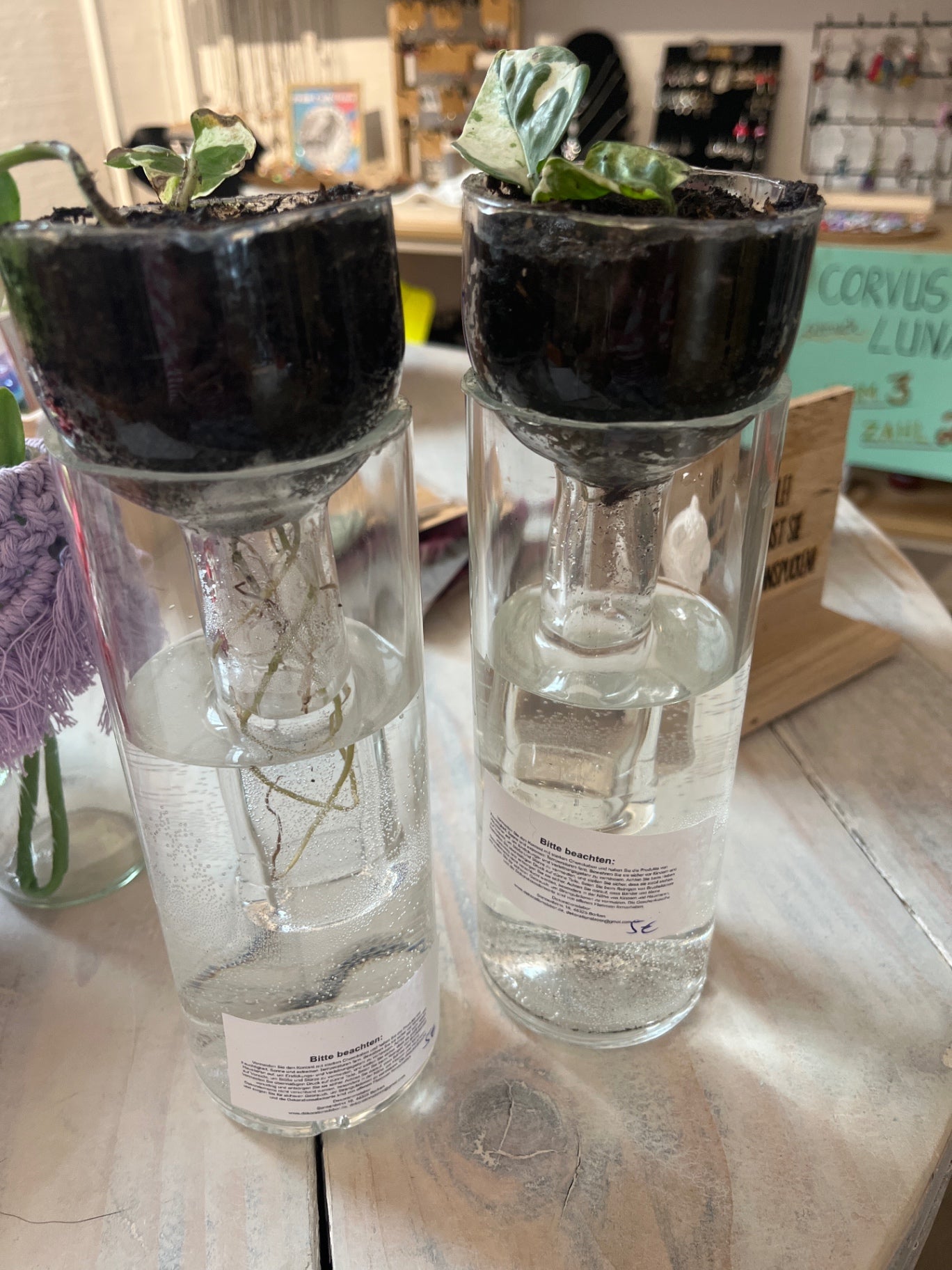 Dekorationslabor Pflanzflasche